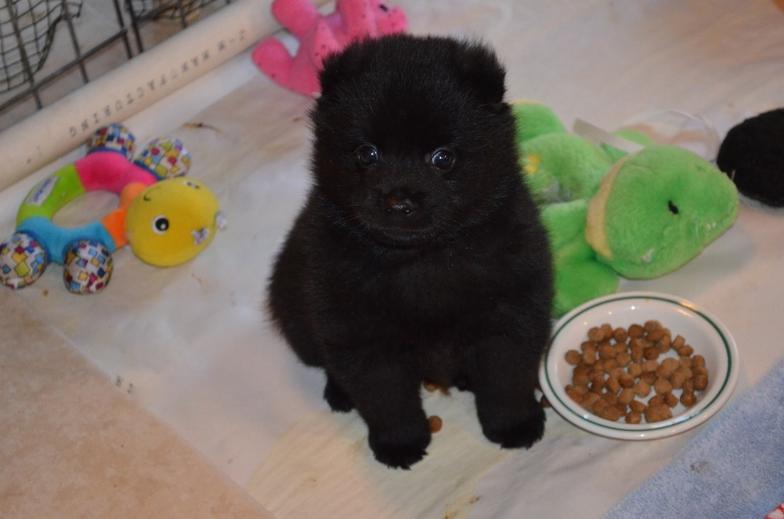 Willow Schipperkes Monterey County, CA