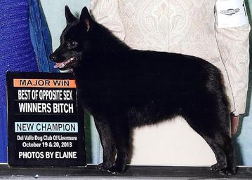 willow schipperkes