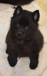 willow schipperkes